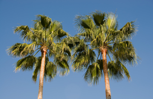 blue sky in the summer and palm trees
