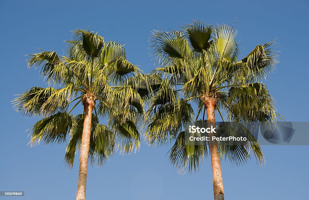 two palm trees blue sky in the summer and palm trees Beach Stock Photo