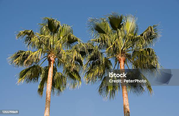 Two Palm Trees Stock Photo - Download Image Now - Beach, Beverly Hills - California, Blue
