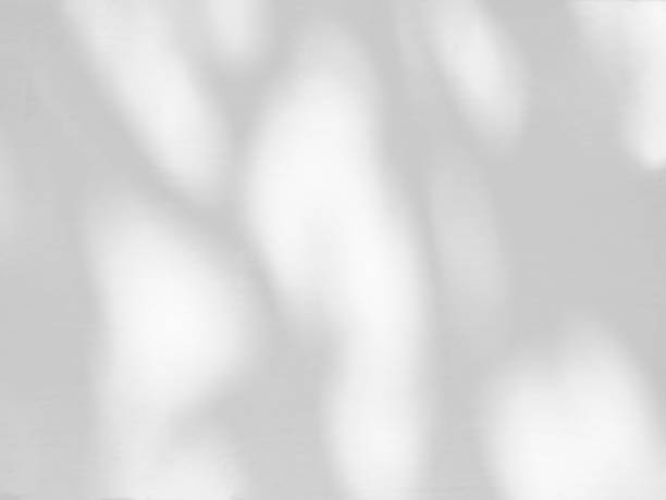 istock Abstract shadow of leaves on a white wall background 1355199077