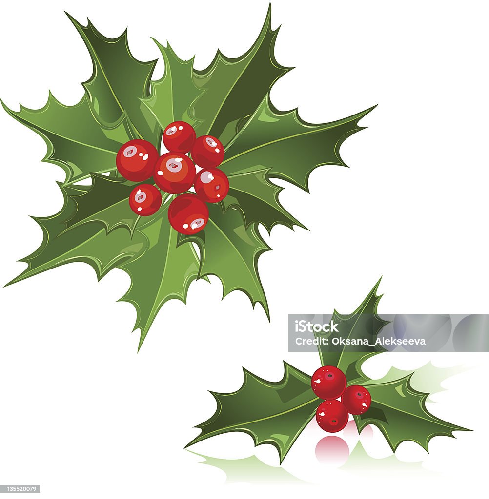 Рождественский цветок holly berry - Векторная графика Без людей роялти-фри