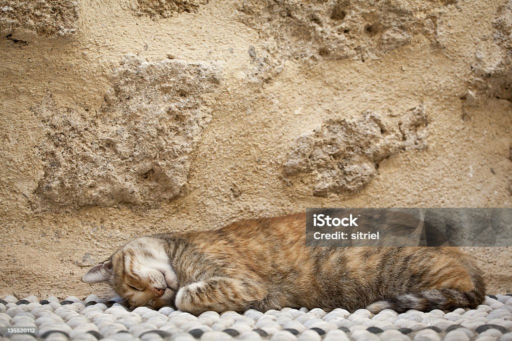 Piękny Kot Grecji - Zbiór zdjęć royalty-free (Dziki kot)