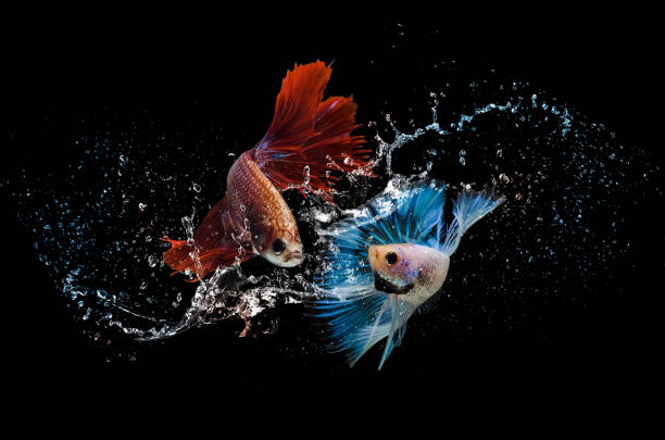 istock Beautiful betta fish delight in splashing water 1355202689