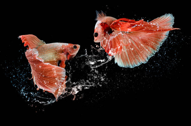 istock Beautiful betta fish delight in splashing water 1355202691