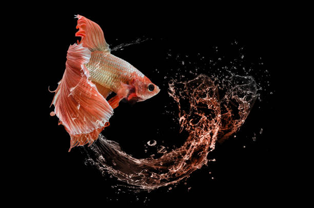 istock Beautiful betta fish delight in splashing water 1355202695