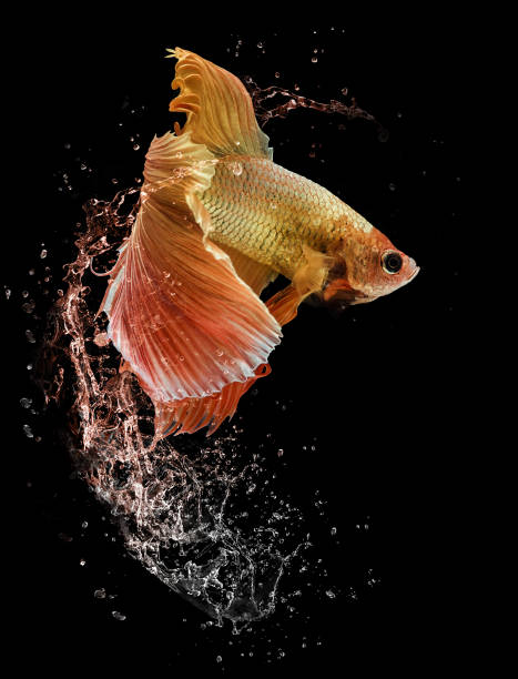 istock Beautiful betta fish delight in splashing water 1355202699