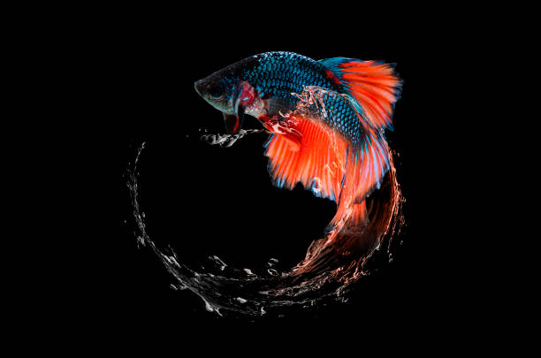 Beautiful red betta fish delight in splashing water Beautiful red betta fish delight in splashing water and black background. siamese fighting fish stock pictures, royalty-free photos & images