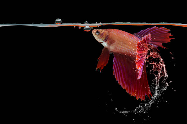 Beta Fish Pictures | Download Free Images on Unsplash