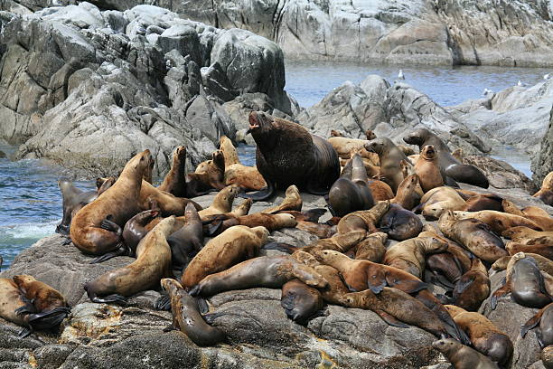 istock Steller Sea Lions. 135520385