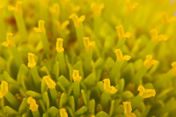 Púrpura flor - foto de stock