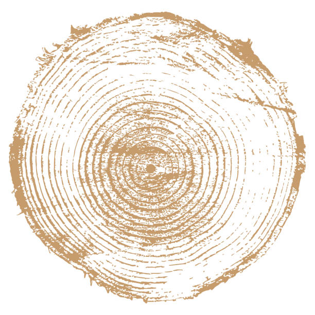 bildbanksillustrationer, clip art samt tecknat material och ikoner med cross section of tree trunk - ådrat trä