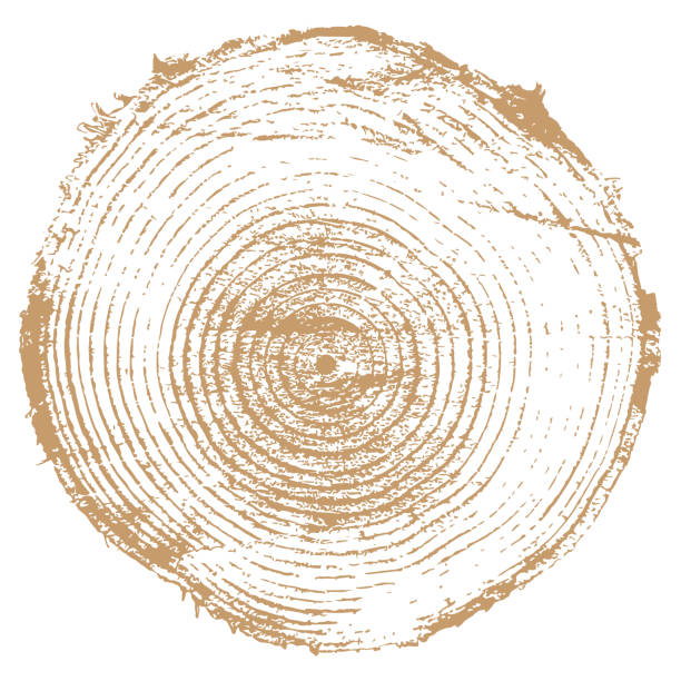 Cross section of tree trunk One-color vector background with a grunge texture of a cross section of a tree trunk. wood grain stock illustrations