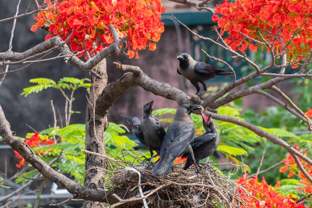 House crow feeding baby crows House crow (Corvus splendens) feeding baby and juvenile birds in the nest, also known as the Indian, greynecked, Ceylon or Colombo crow is a common bird of the crow family. Asian origin bird. crows nest stock pictures, royalty-free photos & images