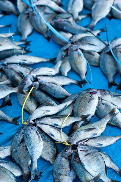 freshly caught fish in harbor market