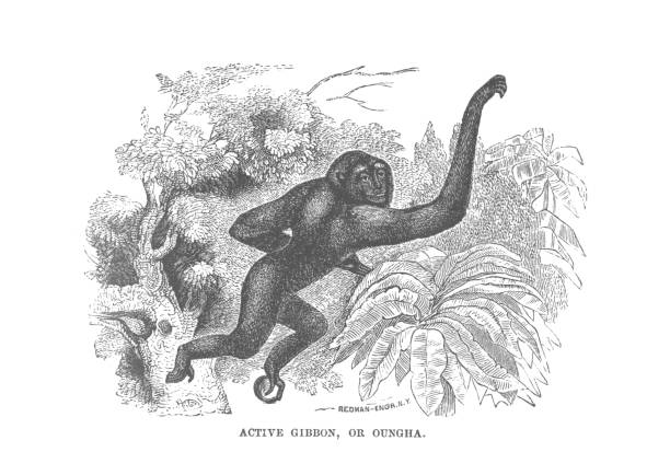 aktywna małpa gibona, ilustracja do grawerowania zabytkowego w stylu vintage - gibbon rainforest animal ape stock illustrations