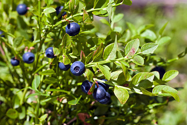 istock Wild berries on a green vegetative background in wood 135520788