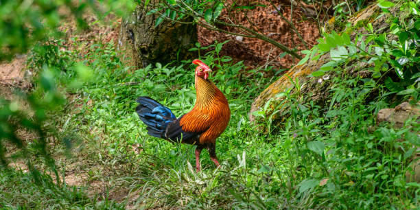 Sri Lankan junglefowl, the National bird of Sri Lanka, is also endemic, with Beautiful vivid plumage, and highly exaggerated wattle and comb. Orange-red body plumage with dark purple to black wings. Sri Lankan junglefowl, the National bird of Sri Lanka, is also endemic, with Beautiful vivid plumage, and highly exaggerated wattle and comb. Orange-red body plumage with dark purple to black wings. male red junglefowl gallus gallus stock pictures, royalty-free photos & images