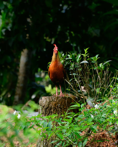 Sri Lankan junglefowl frontal view photograph, Beautiful male jungle fowl stand on a tree log and watchful of the surroundings, Endemic and the national bird in Sri Lanka. Sri Lankan junglefowl frontal view photograph, Beautiful male jungle fowl stand on a tree log and watchful of the surroundings, Endemic and the national bird in Sri Lanka. male red junglefowl gallus gallus stock pictures, royalty-free photos & images
