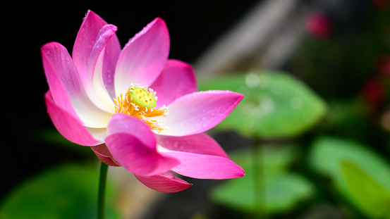Hermosa flor de loto (Nelumbo nucifera) en el primer plano del estanque, florece por la mañana, creciendo hacia el sol. photo