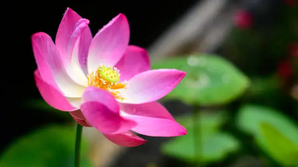 Photo of Beautiful Lotus flower (Nelumbo nucifera) in the pond closeup, blooms in the morning, growing towards the sun.