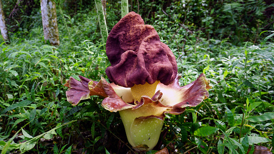 beautiful flower amorphophallus paeoniifolius. this flower blooms only once a year. the tubers of this plant are edible and are foods with high fiber content.