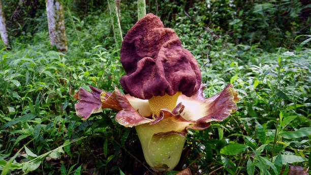 amorphophallus paeoniifolius flower beautiful flower amorphophallus paeoniifolius. this flower blooms only once a year. the tubers of this plant are edible and are foods with high fiber content. amorphophallus paeoniifolius stock pictures, royalty-free photos & images
