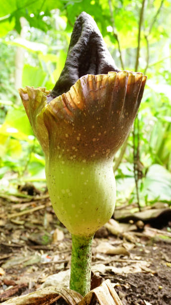 amorphophallus paeoniifolius flower beautiful flower amorphophallus paeoniifolius. this flower blooms only once a year. the tubers of this plant are edible and are foods with high fiber content. amorphophallus paeoniifolius stock pictures, royalty-free photos & images
