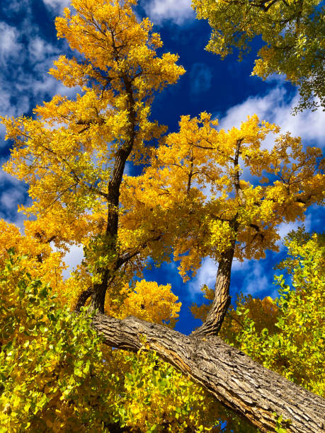 Santa Fe, NM: Autumn Cottonwood Close-Up Santa Fe, NM: Autumn Cottonwood Close-Up cottonwood tree stock pictures, royalty-free photos & images