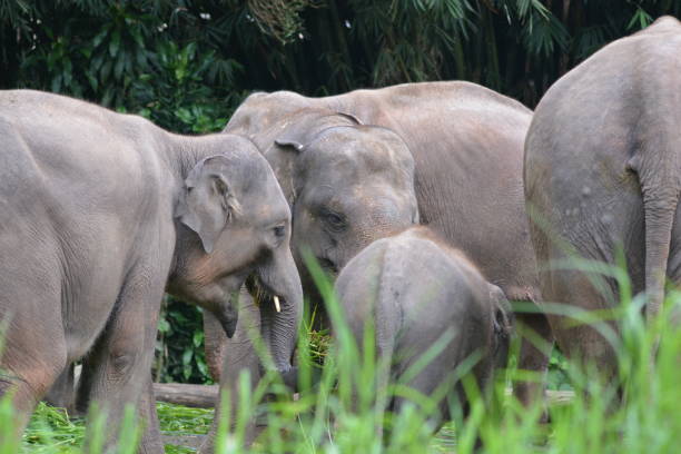 istock The Sumatran elephant, Elephas maximus sumatranus 1355211860