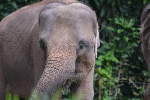 istock The Sumatran elephant, Elephas maximus sumatranus 1355211871
