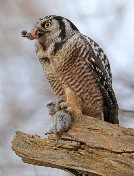 istock Northern Hawk Owl sitting on a branch tree into the forest 1355214616