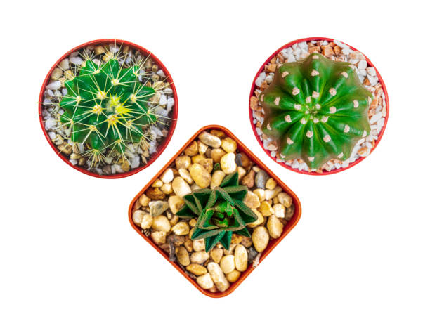 istock Top view pattern of mixed cactus isolated on wooden background. 1355214939