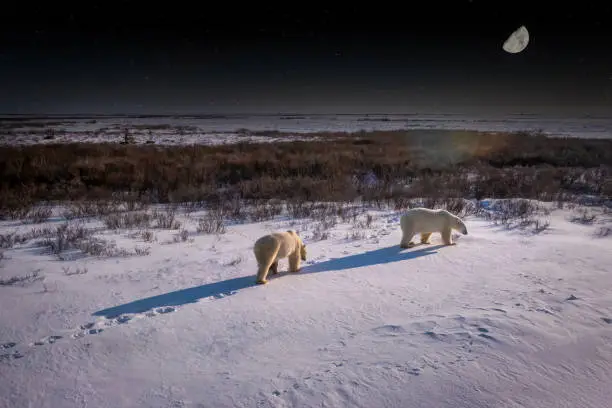 Photo of Two wild polar bears in snow and moonlight.