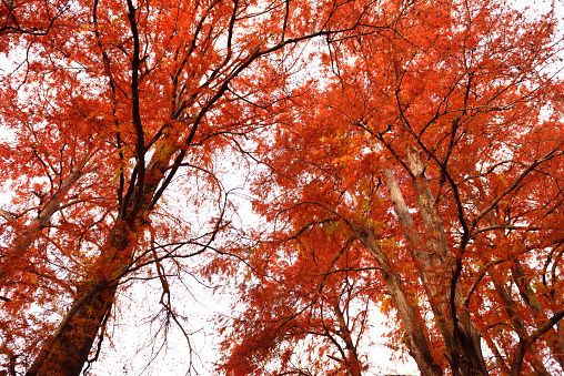 Low angle view of  Autumn bald cypress trees forest dyed bright red.