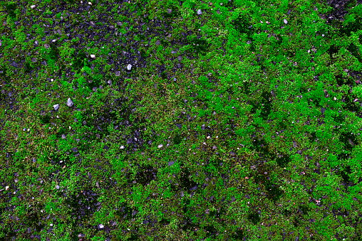 Overhead shot of green moss texture background.