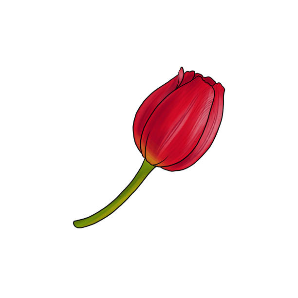 istock drawing flower of tulip isolated at white background 1355221095