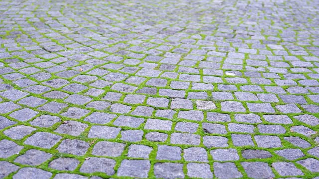 Paving stones with green moss-covered seams