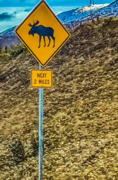 istock Moose crossing sign off the highways in Alaska 1355223638
