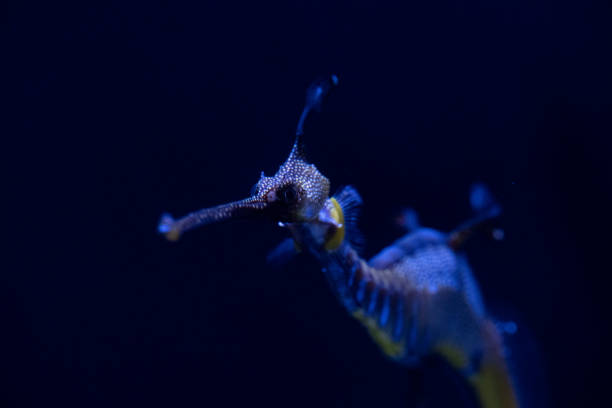 istock Sea Horse 1355226226