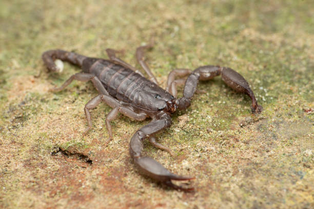 istock Recently described Phaltans scorpion, Neoscorpiops phaltanensis, Satara, Maharashtra, India 1355226902