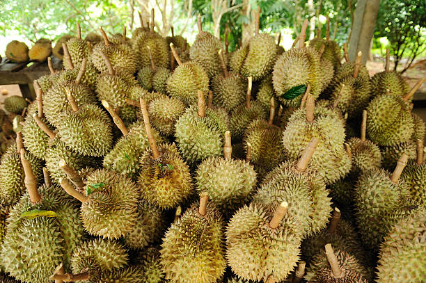 istock durian king of fruit 135522805