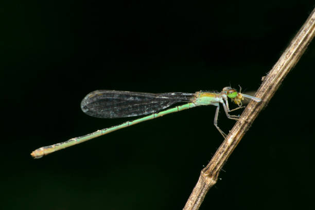 istock Common blue damselfly , Enallagma cyathigerum, Satara, Maharashtra, India 1355228066