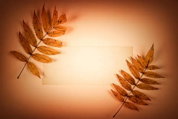 Vignetting Photo of Autumnal Leaves on the Paper Background closeup