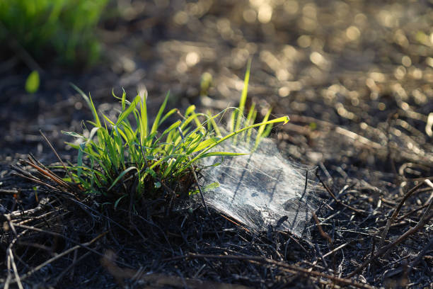 Close up reborn grass is grow on the ground with sunlight.