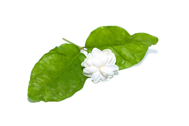 istock Close up jasmine flower with leaf on white background. 1355230262