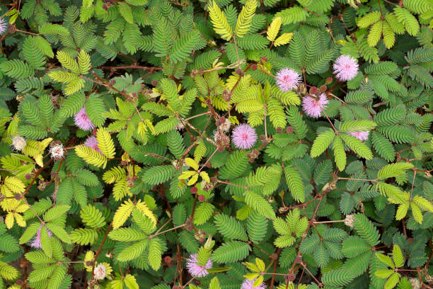 Close up of Sensitive plant flower and leaves with blur background. stock photo