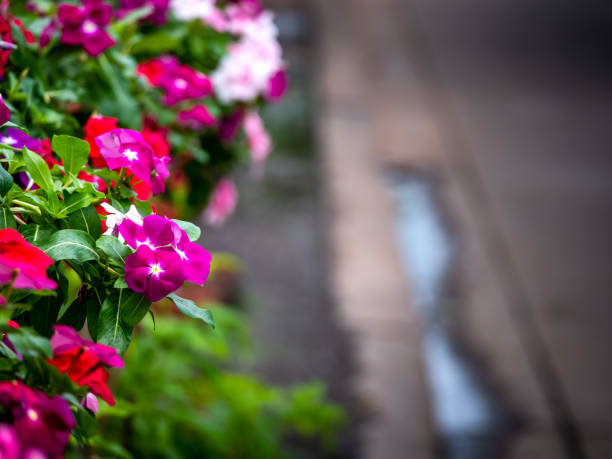 istock Pink Madagasgar Periwinkle Flowers Hanging 1355231521