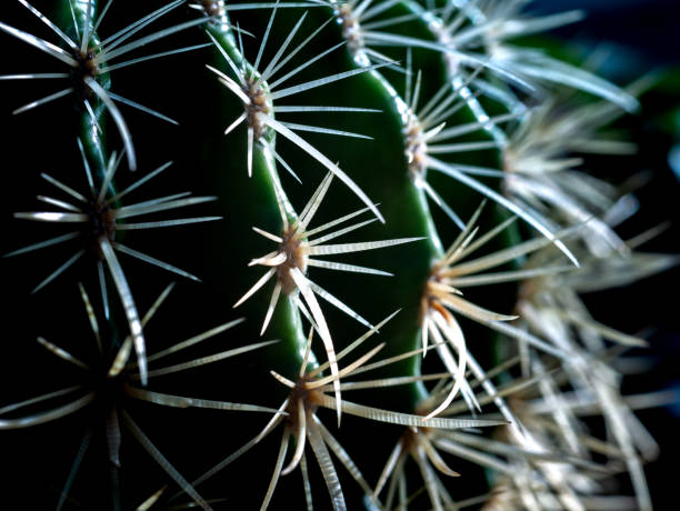 istock Thorns of The Cactus Surround The Tree 1355231629