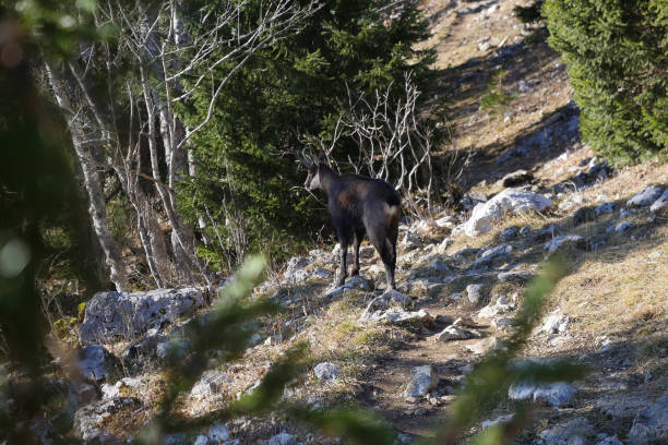 Chamois in mountains, French Alps