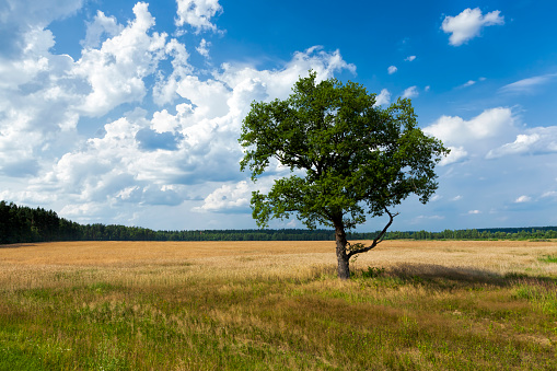 one tree growing in the summer in the field, grass and other plants in the summer